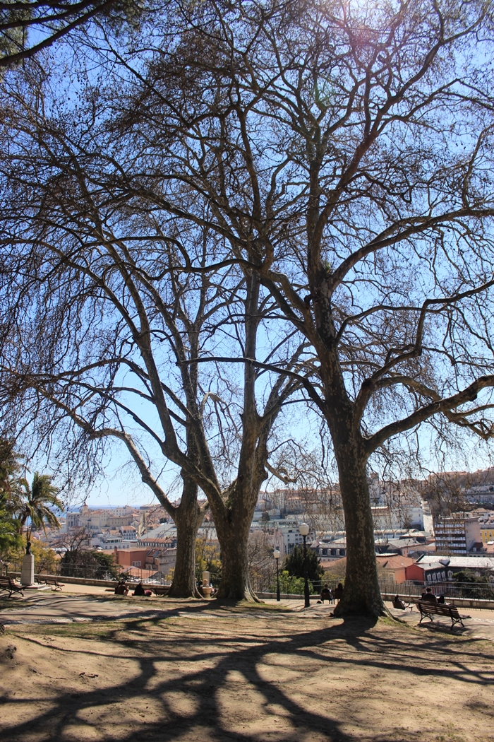 Jardim do Torel