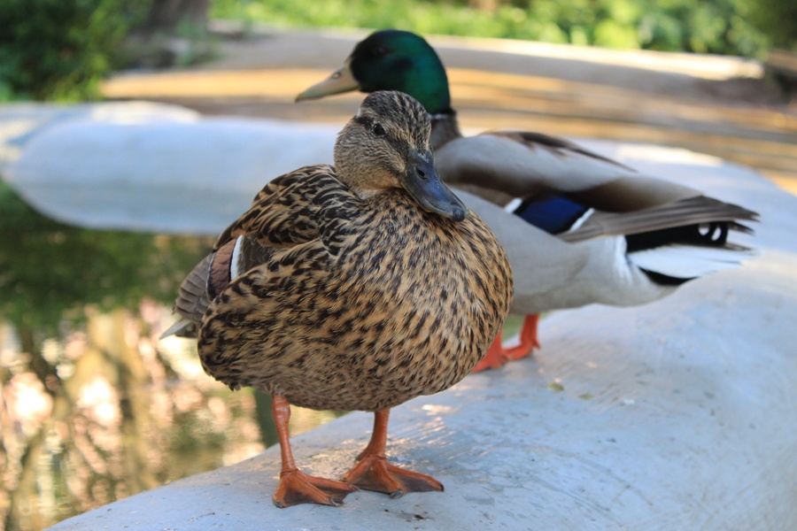 Have you been to Jardim da Tapada das Necessidades?