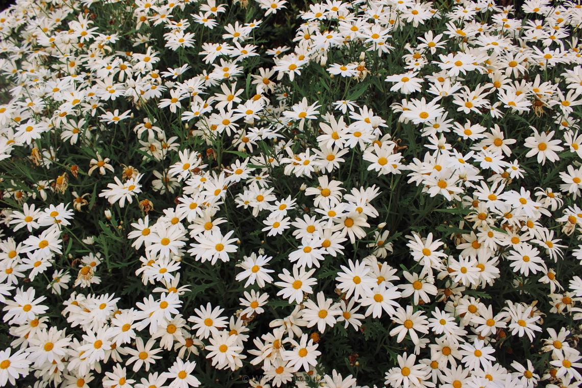 A short guide to São Miguel Island Where Two Go To-101