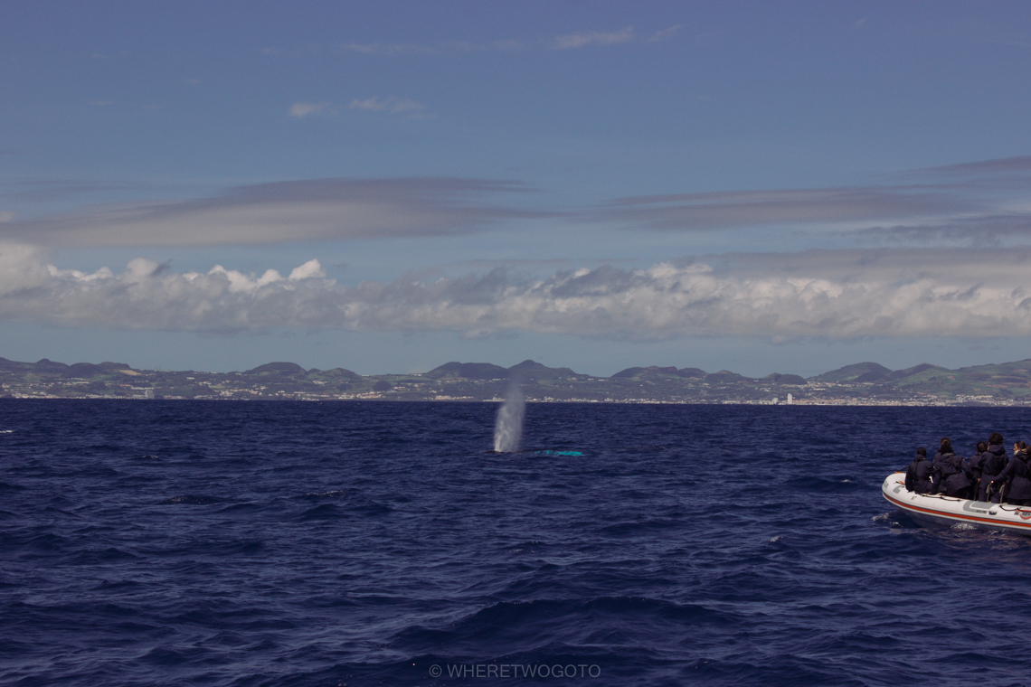 Whale watching São Miguel Island Where Two Go To-3