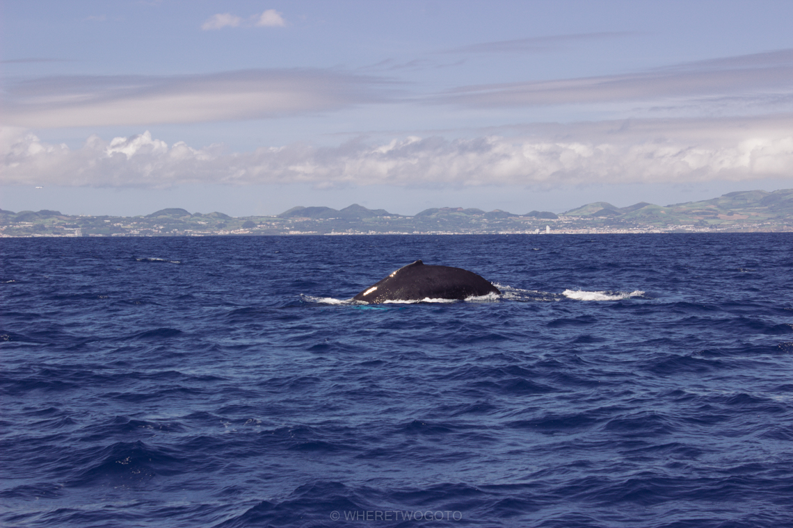 Whale watching São Miguel Island Where Two Go To-4