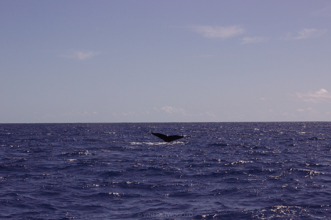 Whale watching São Miguel Island Where Two Go To-5