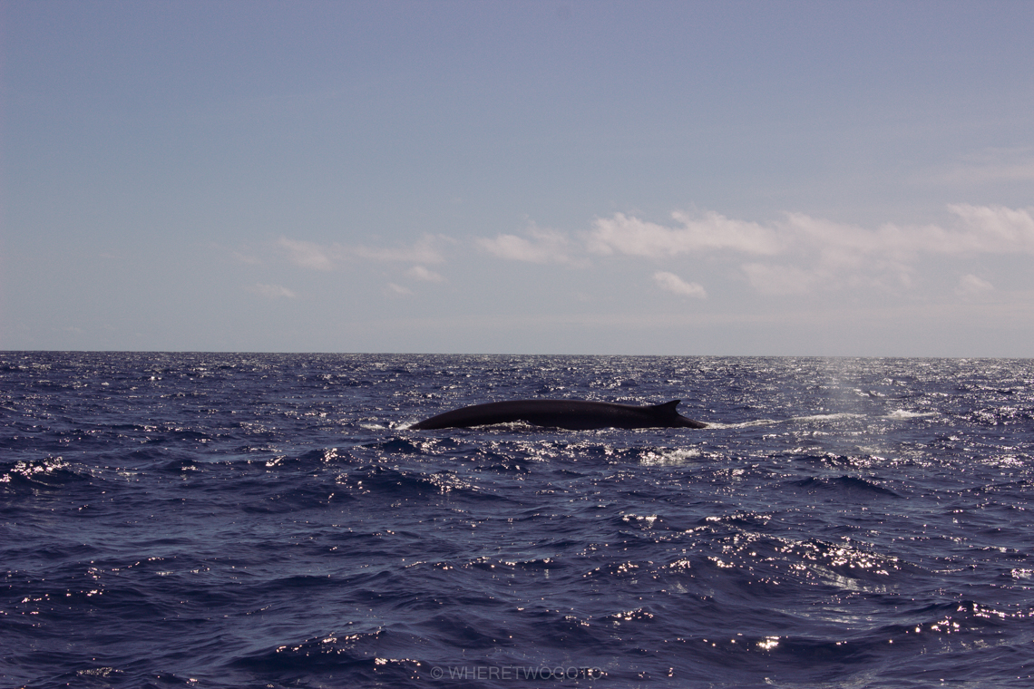 Whale watching São Miguel Island Where Two Go To-6