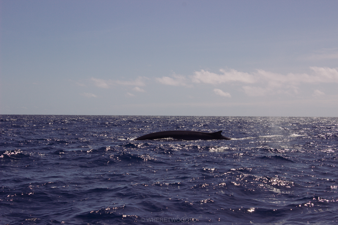 Whale watching São Miguel Island Where Two Go To-6