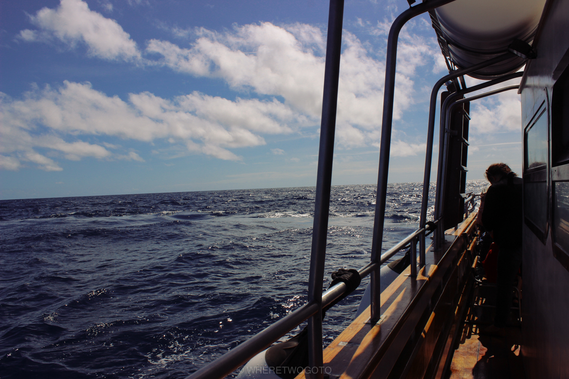 Whale watching São Miguel Island Where Two Go To-7